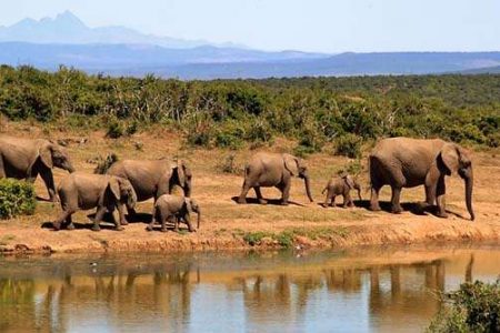 Esencias de Kenia: vacaciones en safari